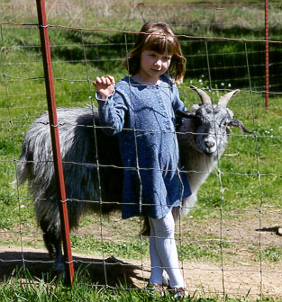 abbygoat.jpg (49592 bytes)